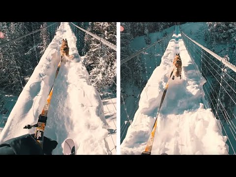 Dog Pulls Over Down Snow-Covered Bridge During Skijoring