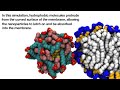 Gold nanoparticles easily penetrate cells