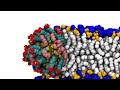 Gold nanoparticles easily penetrate cells