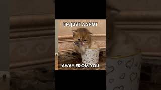 Part 396 | SO IF YOU’RE LONELY #cat #cute