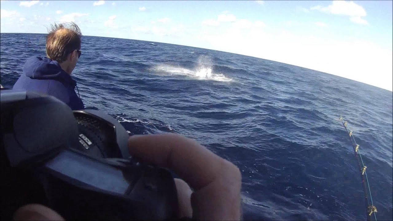 New Zealand Swordfish YouTube