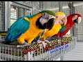 ببغاء المكاو تربيته طريقة انتاجه 