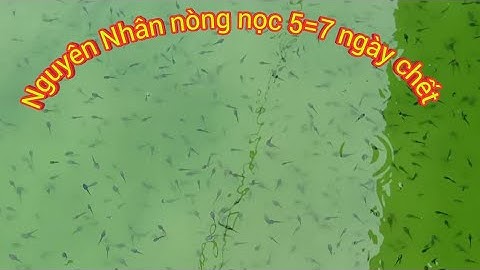 Nguyên Nhân Nòng Nọc 4 =5 ngày Chết Hàng loạt