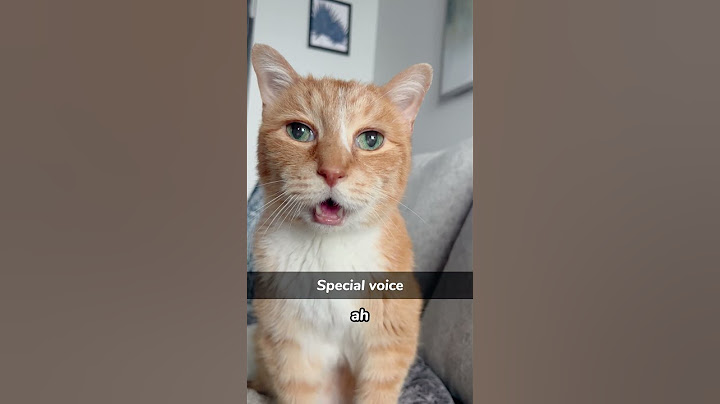 A macska megérti, mit mond az ember #usa #catfunny #viccesvideo
