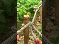 Proses mengikat tali pada bambu dengan metode sederhana #shorts