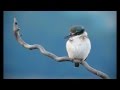 New Zealand Kingfisher Photography.wmv