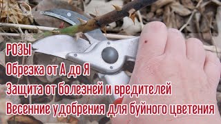 ИМЕННО ТАК НАДО ОБРЕЗАТЬ #РОЗЫ ВЕСНОЙ. ВСЕ СОРТОТИПЫ В ОДНОМ ВИДЕО.