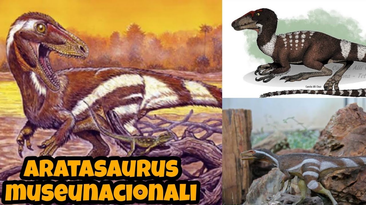 Arataaurus ARATASAURUS MUSEUNACIONALI-LAGARTO NASCIDO DO FOGO-FALANDO SOBRE ...