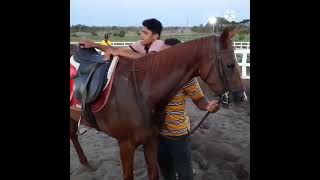 kigamboni horse riding club