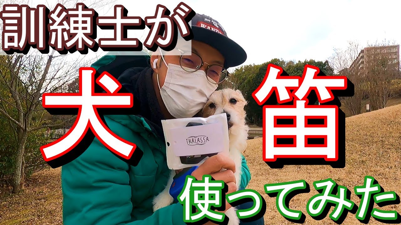 鳴らすだけ 犬笛アプリで甘噛み無駄吠えを早期解決 Youtube