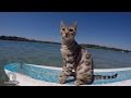 Watch These Fearless Felines Surf and Skateboard Like Pros