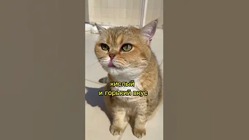 Какой уникальный вкус может чувствовать кошка?