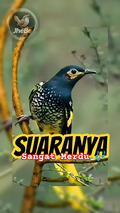 Burung Langka Bersuara Merdu 🎶 | Cocok Buat Masteran 🐦 #birds #burungkicaudialamliar #kicaumania