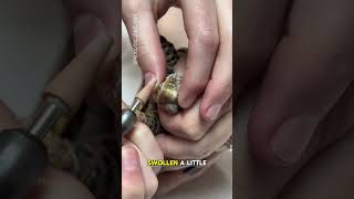 How To Trim a Box Turtle Beak: By A Vet