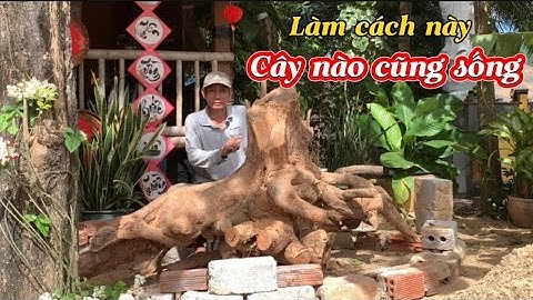 Cách đào và trồng cây cổ thụ không bầu đất sống 99%-@Bayxunau