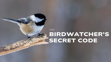 Birdwatching Tips: How to Record Birds Faster in the Field