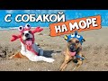 Путешествие с СОБАКОЙ НА МОРЕ/Как не испортить отдых/Основные меры предосторожности 😊🌴🐶🐳🌊