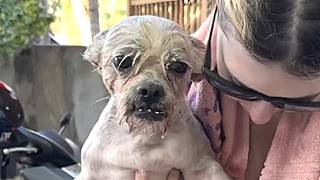 Dog shunned for her looks finally has a friend