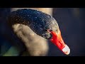 Black Swan Cam Live - Dawlish Waterfowl Cam