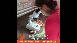 Download Lagu Inspecting Tulipa gall mites MP3 Download Lagu Inspecting Tulipa gall mites MP3