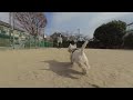 【VR180】飛び出せ！ウエスティこはる　公園で走る