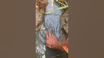 Giải cứu cá mắc cạn | Thấy mình tốt không mọi người