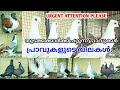 Pigeons for beginners| pigeon available at low cost| Nibin Augustine| CHARITY VIDEO