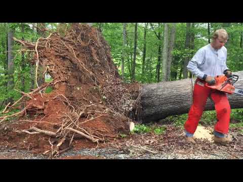 Video: Box Hill užblokuotas dėl įėjimo nuvirtusio medžio
