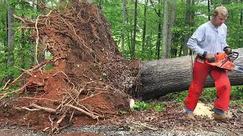 How a fallen tree can kill you!  Watch and Learn. #treefelling #chainsawman #stihl #logging #tree