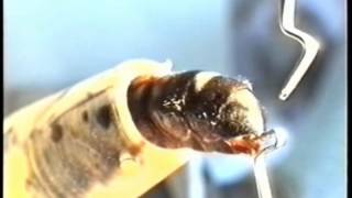 Kunstmatige Inseminatie Van Koninginnen Door Bertus Jochems