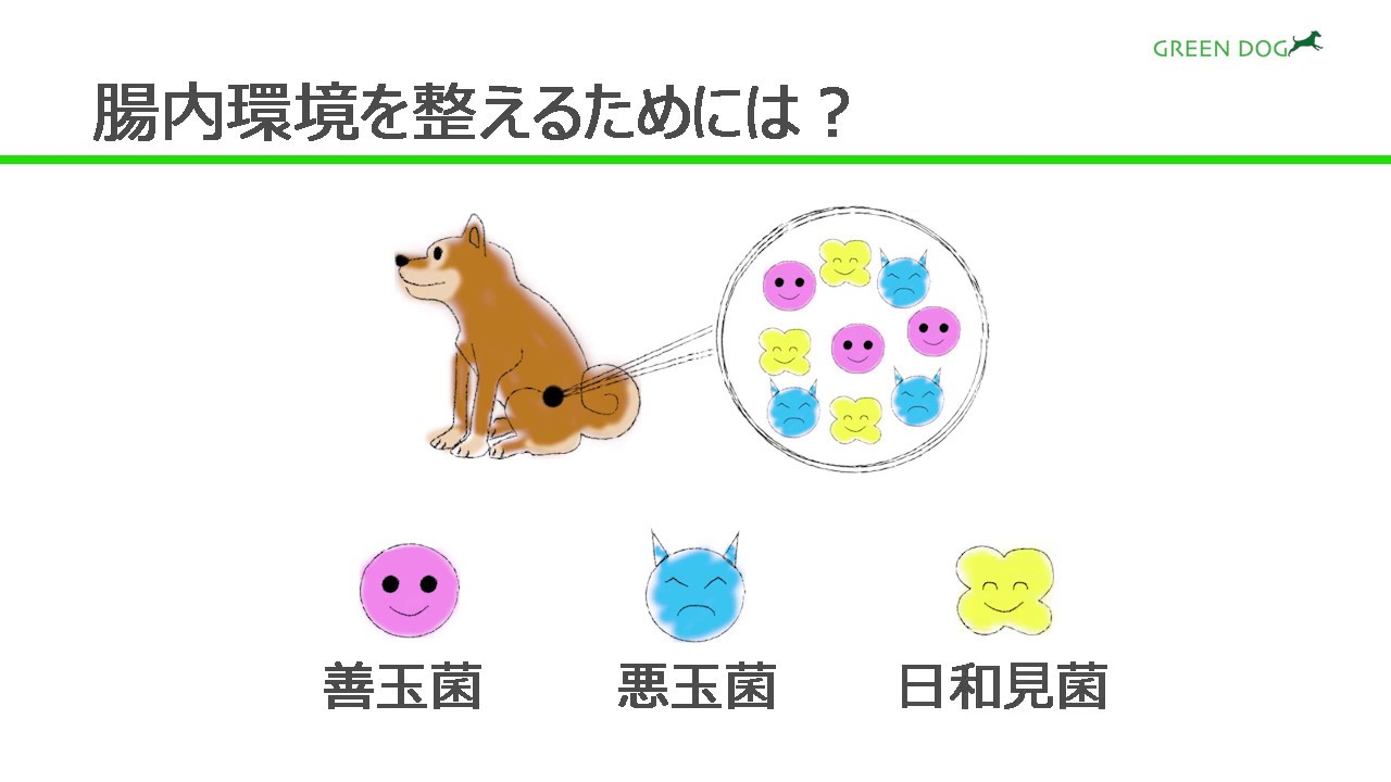 あまざけ 甘酒 の通販 口コミ 犬用品専門のグリーンドッグ公式通販 Green Dog グリーンドッグ 公式通販 あまざけ 甘酒 の通販 口コミ 犬用品専門のグリーンドッグ公式通販 Green Dog グリーンドッグ 公式通販