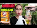Paano Gumawa ng Homemade Fungicide/Baking Soda|Baking Soda Hack|Best Organic Homemade Fungicide