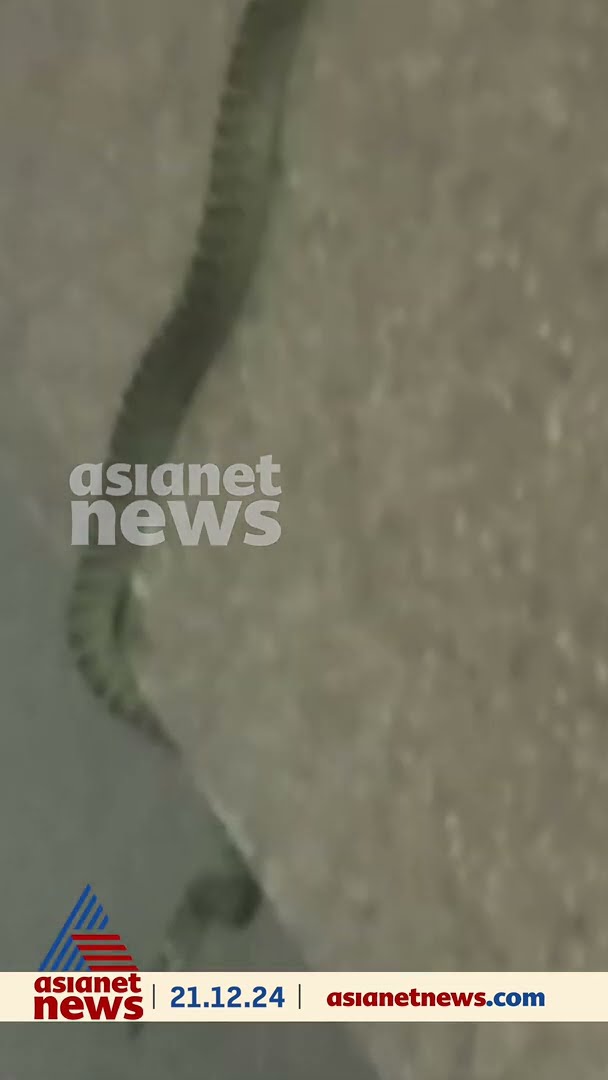 സെക്രട്ടേറിയറ്റിൽ പാമ്പ്