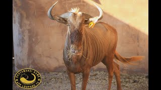 Golden Gnu bull available on Online Timed Auction - LOT 2 (Yellow D4)