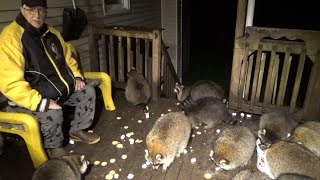 Oct 22Nd, Sunday, Cold And Rainy - 40+ Raccoons For An All Night Buffet.
