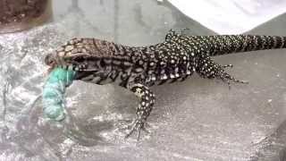 Yoshi the Tegu vs Giant Worm!