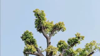 Acem Kızı Enstrümantal Fon Müzik