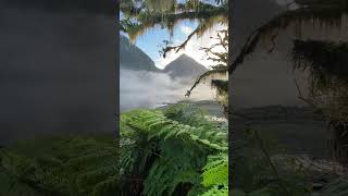 Magical Rainforest by the edge of the sea. #newzealand #travel