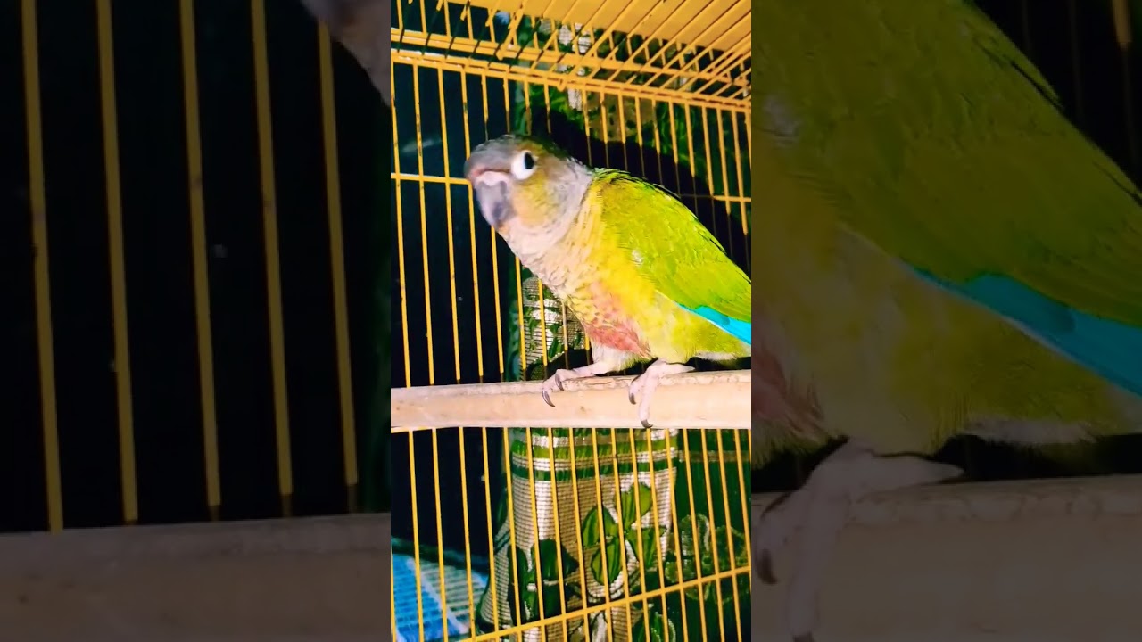 Hand Tame Small Conure Breeding Pair | Yellow Side Conure | Green Cheek Conure | Pineapple Conure..