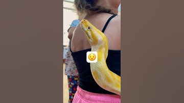 Albino Burmese Python😲#shorts