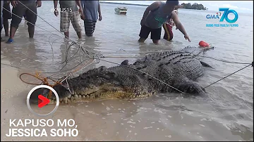 Kapuso Mo, Jessica Soho: Dambuhalang buwaya, nahuli sa Simunul, Tawi-tawi!