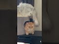 最後の解せぬ顔が全てを物語る #cat #猫のいる暮らし
