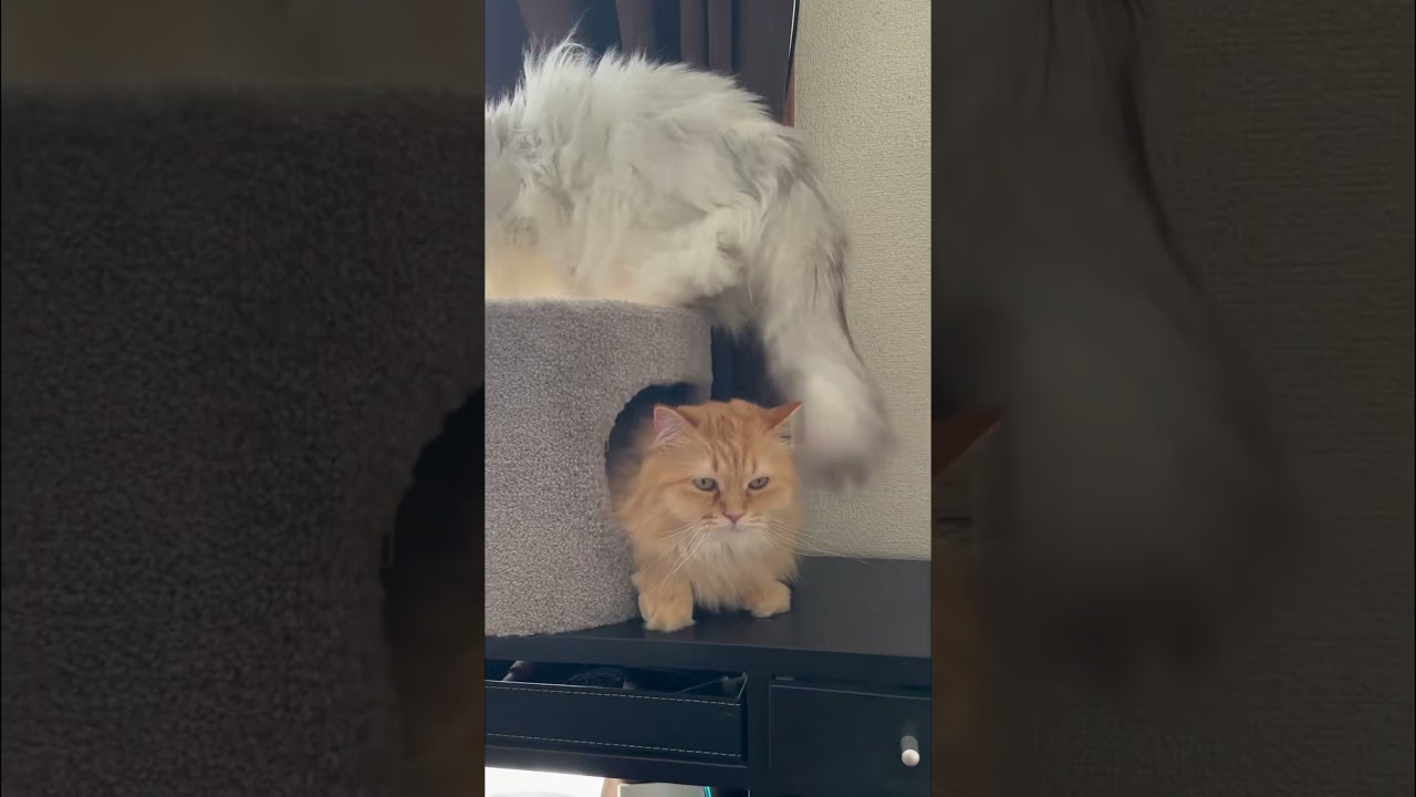 最後の解せぬ顔が全てを物語る #cat #猫のいる暮らし