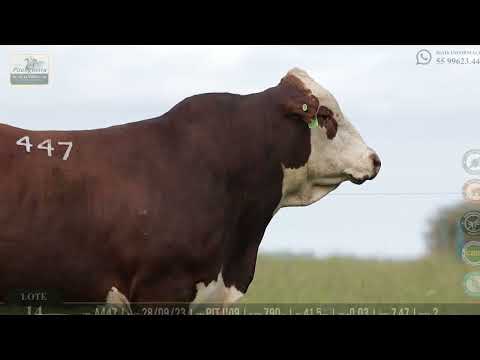 LOTE 14 - A447 | ANOTADO DA PITANGUEIRA