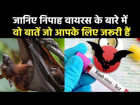 Nipah virus | All you need to know about Nipah virus outbreak in Kerala