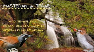 MASTERAN Yuhina VS Sniper TERAPI ALIRAN AIR SEKALIGUS SUARA ALAM UNTUK MURAI, KACER, CUCAK IJO dll