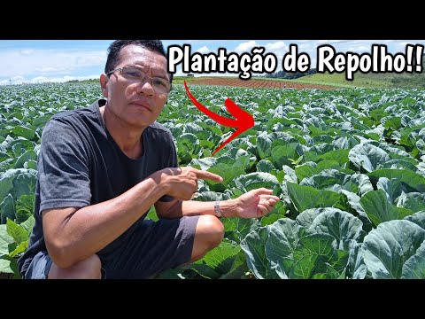 Vídeo: Cultivo De Repolho Branco