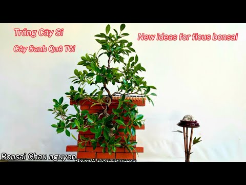 Video: Schefflera als bonsai kweken: hoe maak je een Schefflera-bonsaiboom