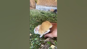 Vanilla the baby guinea pig 🙂 #guineapigs #cavy #guineapig #guineapigslove #ginepig