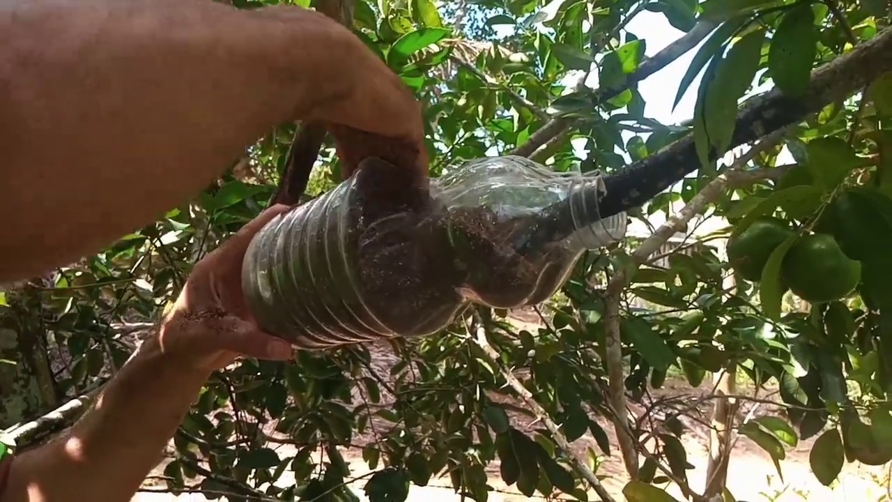 Como fazer ALPORQUIA de Limão reutilizando garrafas Pets